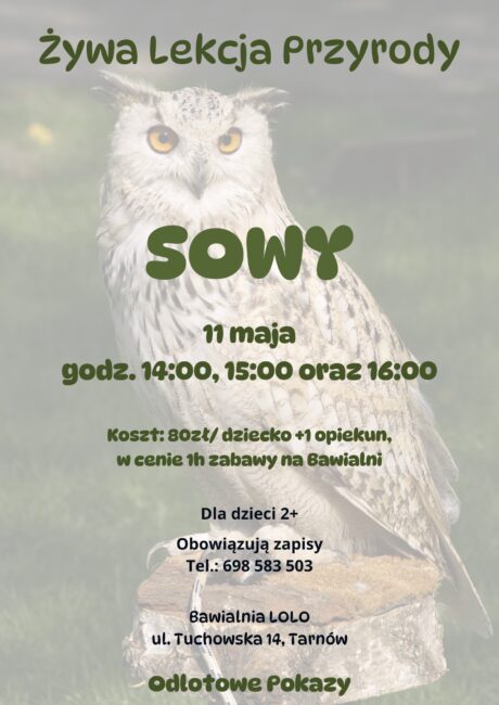 przyroda-sowy