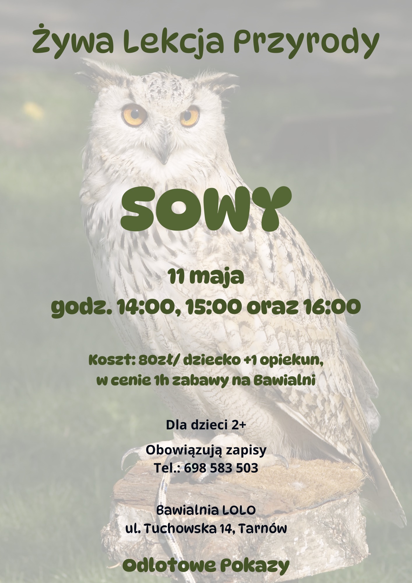 przyroda-sowy