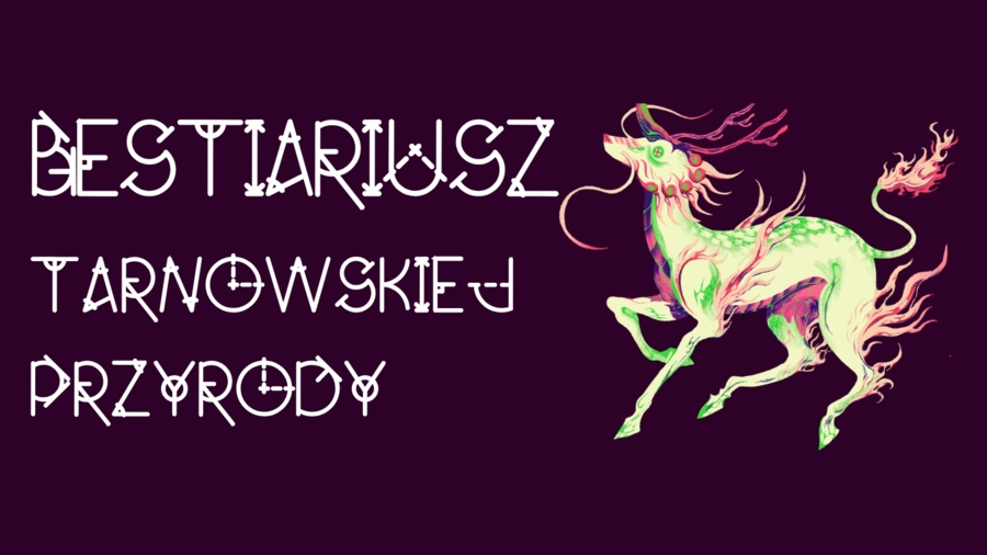 Fantastyczne stwory w Tarnowie - rodzinny spacer przyrodniczy