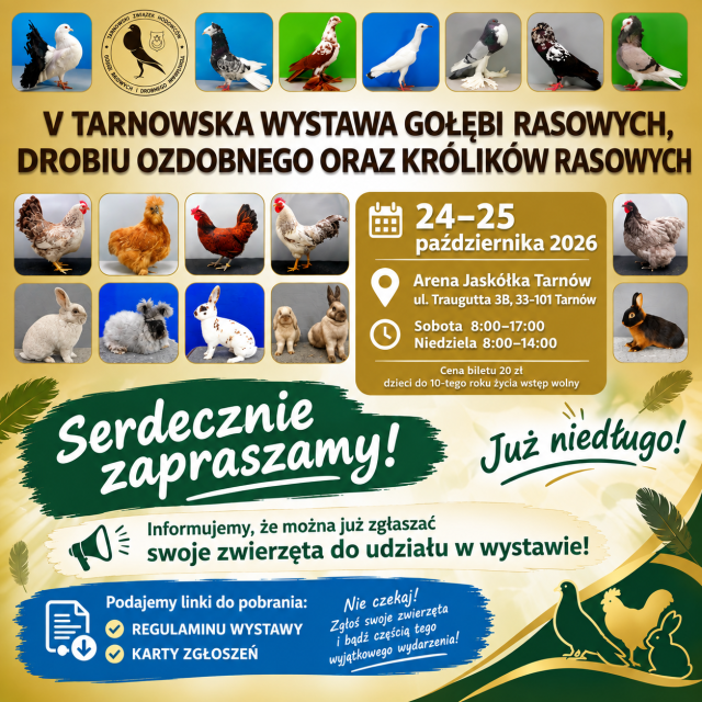 Wystawa gołębi plakat
